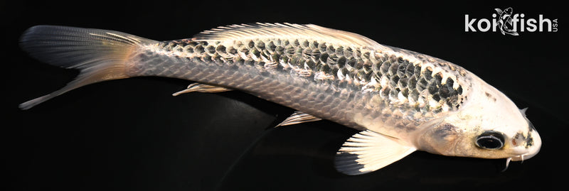 6.5" GINRIN GIN MATSUBA