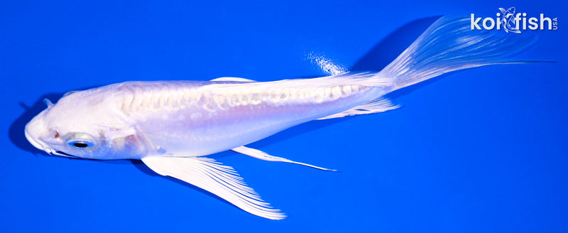 5.75" DOITSU PLATINUM OGON BUTTERFLY