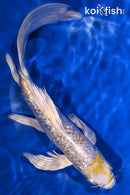 9.25" GINRIN LEMON HARIWAKE BUTTERFLY
