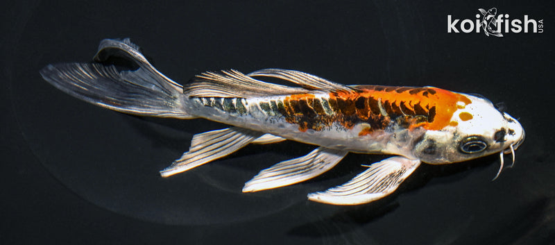 7.25" BENI KIKOKURYU BUTTERFLY
