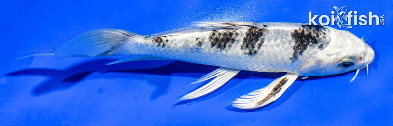 5.5" GIN SHIRO BEKKO