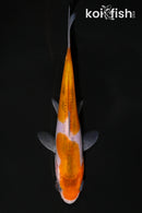 4.5" DOITSU GOROMO