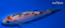 4.25" TANCHO SANKE