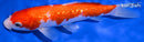 7.25" GINRIN KOHAKU