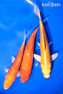PACK OF (3) 5.25-6" STANDARD KOI