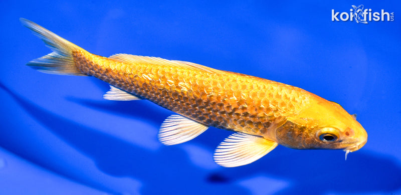 6" GINRIN YAMABUKI OGON