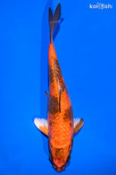 7.5" KIN HI UTSURI