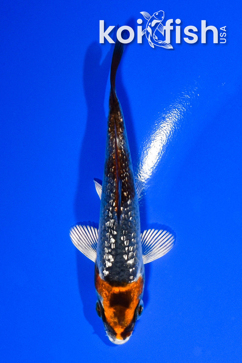 3.75" GINRIN KUJAKU