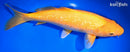 12.75" GINRIN "YELLOW MONKEY" KARASHIGOI