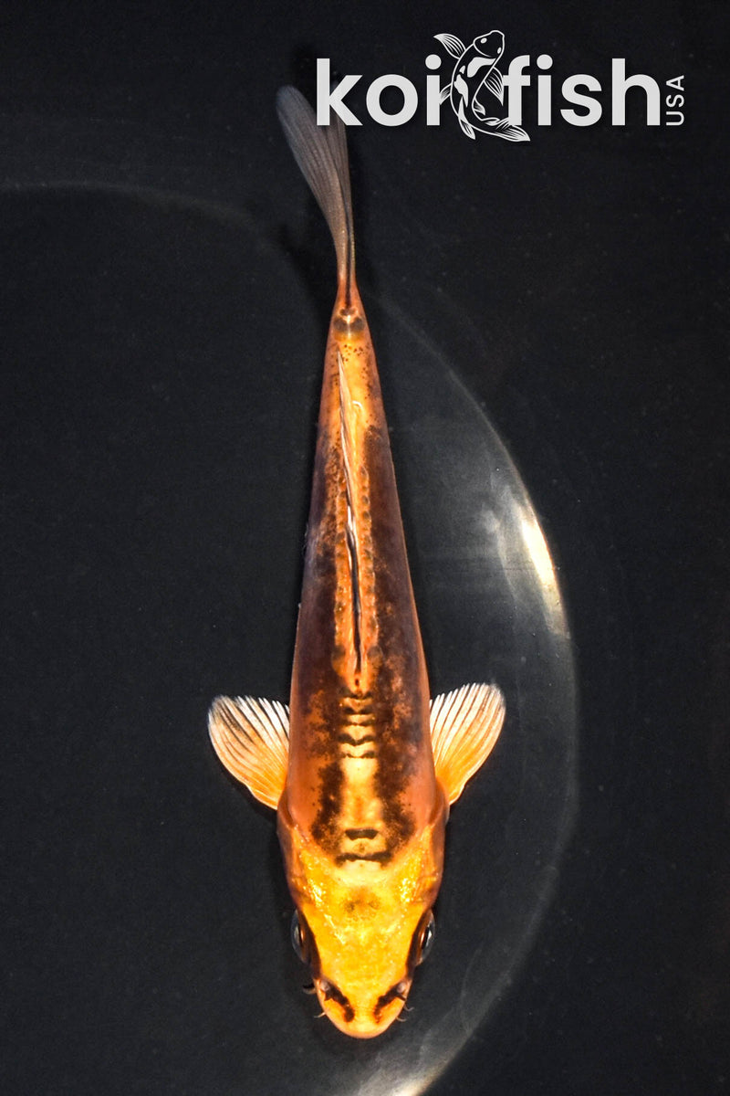 5.25" BENI KIKOKURYU