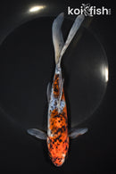 8" SHUBUNKIN GOLDFISH