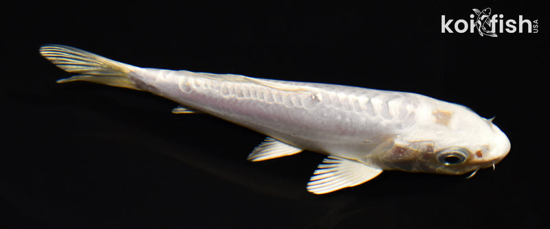 5.25" DOITSU PLATINUM OGON