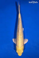 11.5" GINRIN YAMABUKI OGON