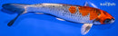 6.75" KUJAKU