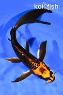 8.5" ORENJI MATSUBA BUTTERFLY