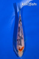4.25" TANCHO SANKE