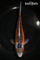 7" GINRIN HI SHUSUI