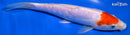 8" DOITSU KOHAKU