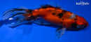 5.75" CALICO WAKIN GOLDFISH