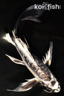 10.75" ARAGOKE KIKOKURYU BUTTERFLY