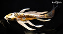 9.75" KIN KIKOKURYU BUTTERFLY