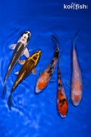 PACK OF (5) 4-5" STANDARD KOI