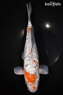 14.5" ARAGOKE OCHIBA SHIGURE