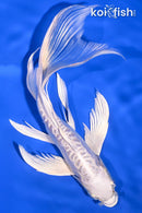 7.5" DOITSU PLATINUM OGON BUTTERFLY