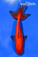 5" WAKIN GOLDFISH