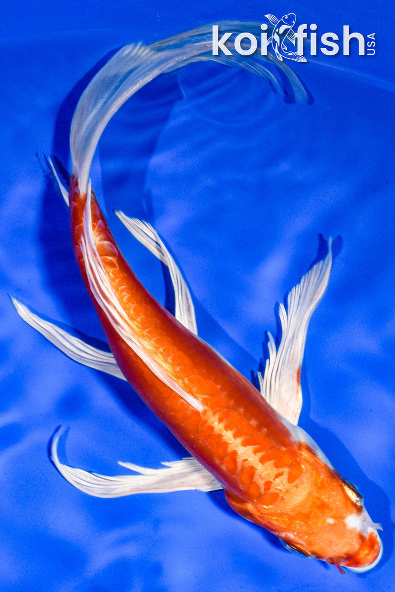 8.5" KIKUSUI BUTTERFLY