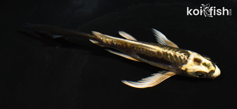 5.5" KIN KIKOKURYU BUTTERFLY