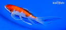 6.75" GINRIN KOHAKU BUTTERFLY