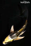 5" ARAGOKE KIN KIKOKURYU BUTTERFLY