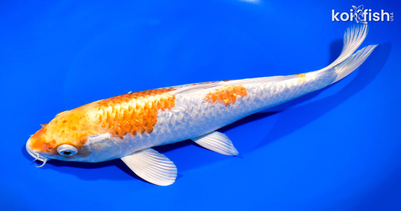 10.5" GINRIN HARIWAKE