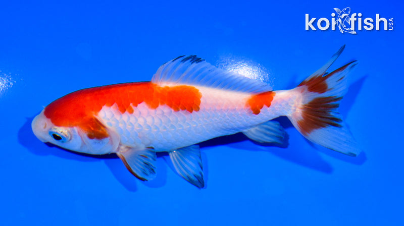 5" WAKIN GOLDFISH