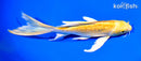 7" GINRIN YAMABUKI OGON BUTTERFLY