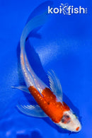 4.5" GINRIN YAMATO NISHIKI BUTTERFLY