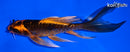 6.25" ARAGOKE BENI KIKOKURYU BUTTERFLY