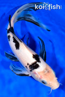 10.25" SHIRO BEKKO BUTTERFLY