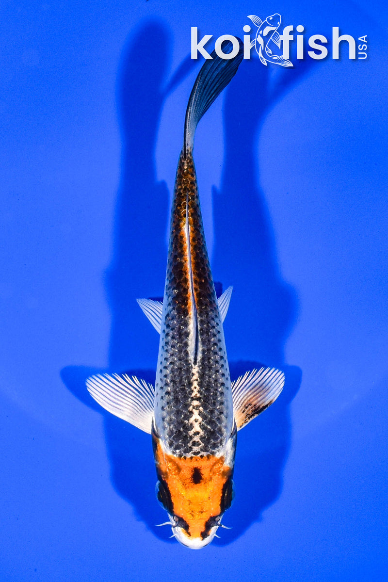 5.5" KUJAKU