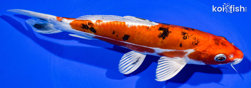 8.5" HEISEI NISHIKI