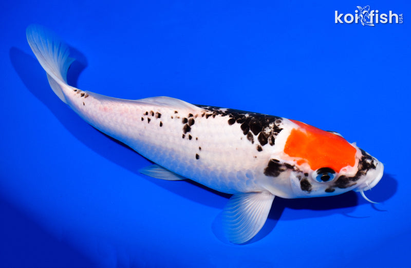 10.75" BENI MATSUKAWABAKE