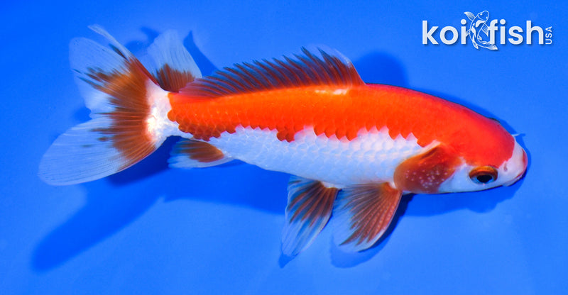 5.75" SARASA WATONAI GOLDFISH