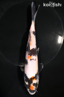 7.75" SHOWA