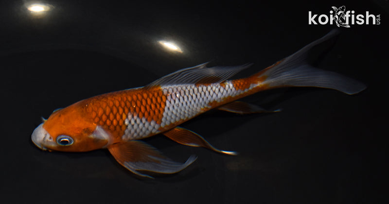 6.75" OCHIBA SHIGURE BUTTERFLY