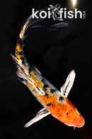 5.5" YAMATO NISHIKI BUTTERFLY