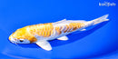 6.25" ARAGOKE LEMON HARIWAKE
