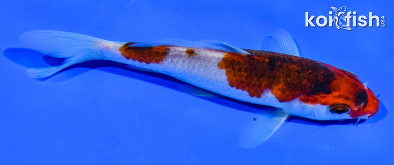 5" GOROMO