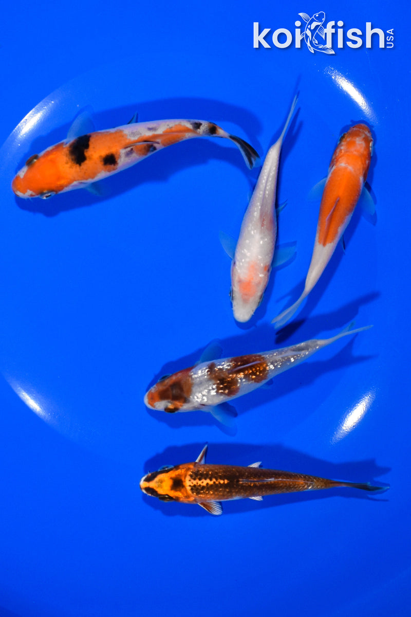 PACK OF (5) 3.5"-3.75" STANDARD KOI