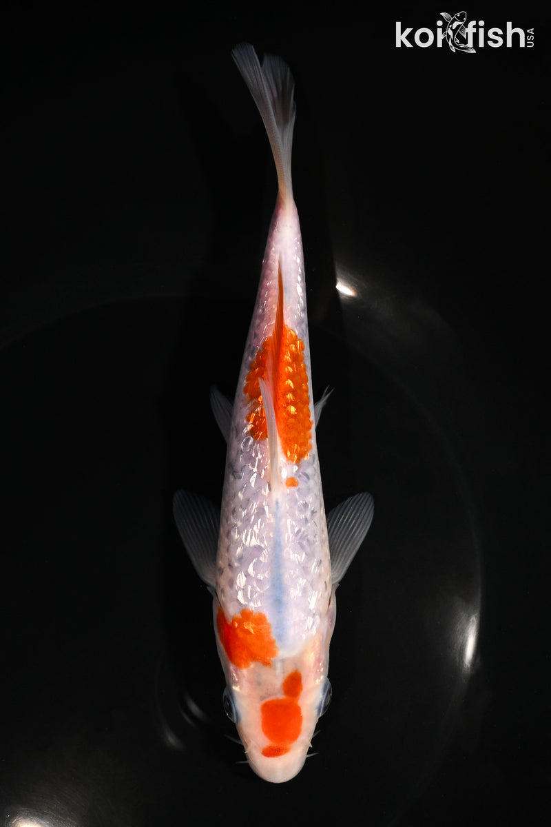 7" GINRIN GOROMO